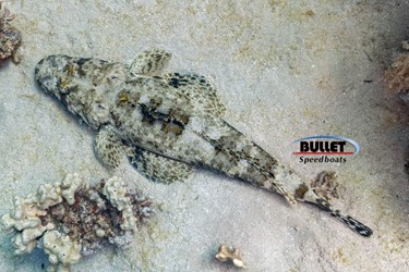 Crocodile Fish in the Red Sea